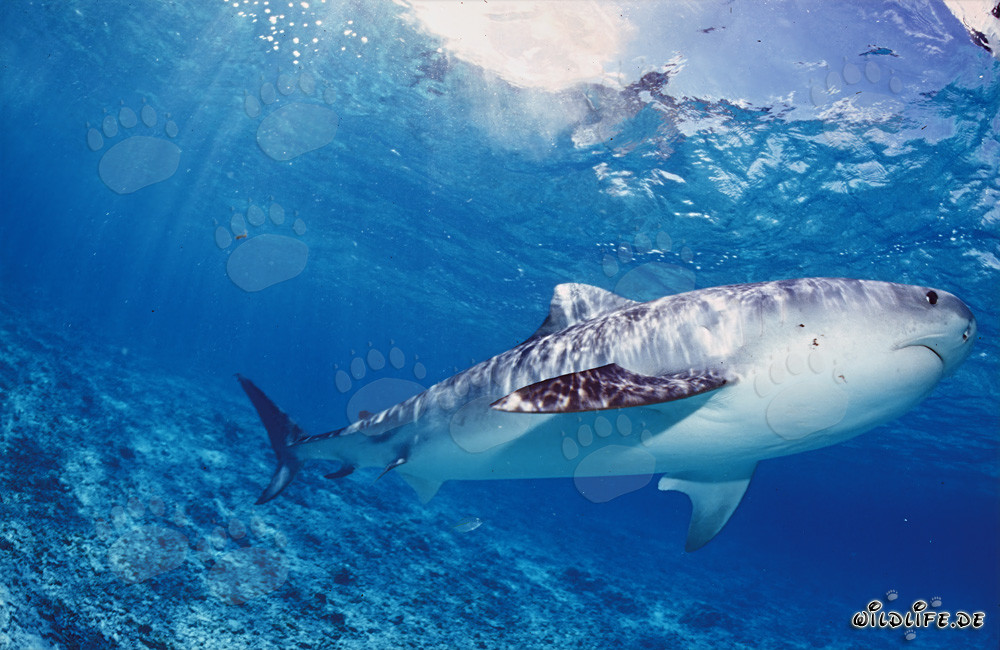 Tiger shark hunting for albatross chicks