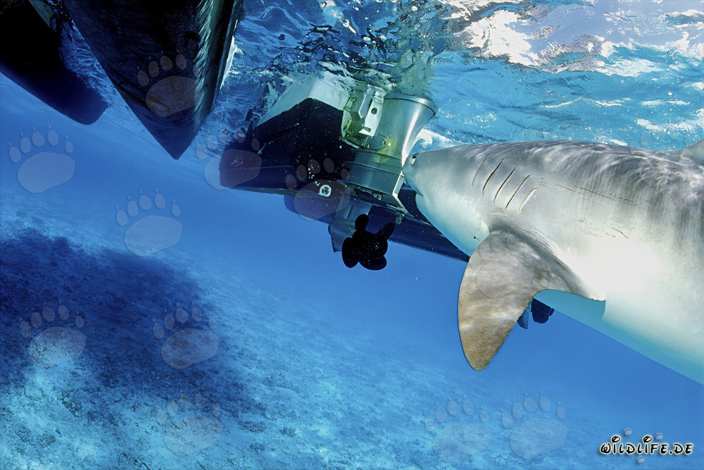 Grand requin tigre (Galeocerdo cuvier) et la rencontre excitante avec un moteur hors-bord