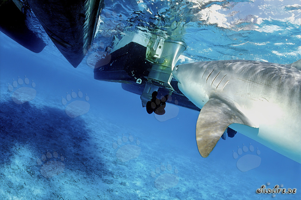 Impressive Tiger Shark (Galeocerdo cuvier) and the Thrilling Encounter with an Outboard Motor