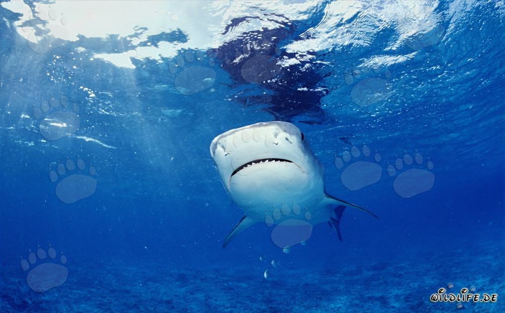 Requin-tigre imposant explorant les eaux