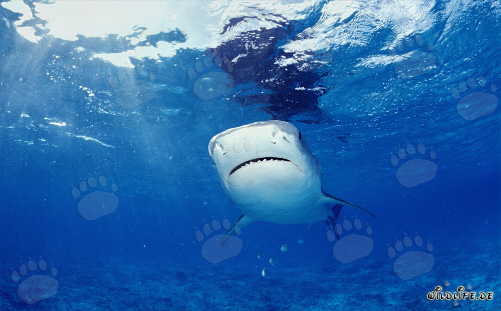 Majestic Tiger Shark exploring the waters