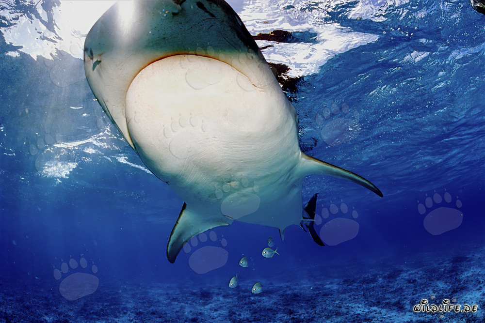 Impressionnant requin-tigre nageant sous l'eau