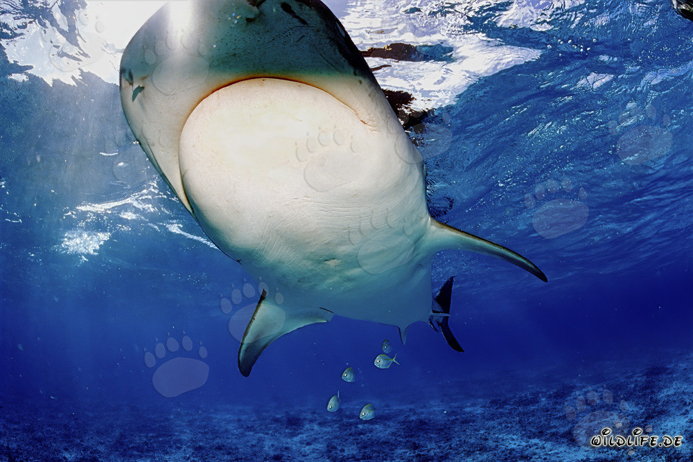 Impressive Tiger Shark Swimming Underwater
