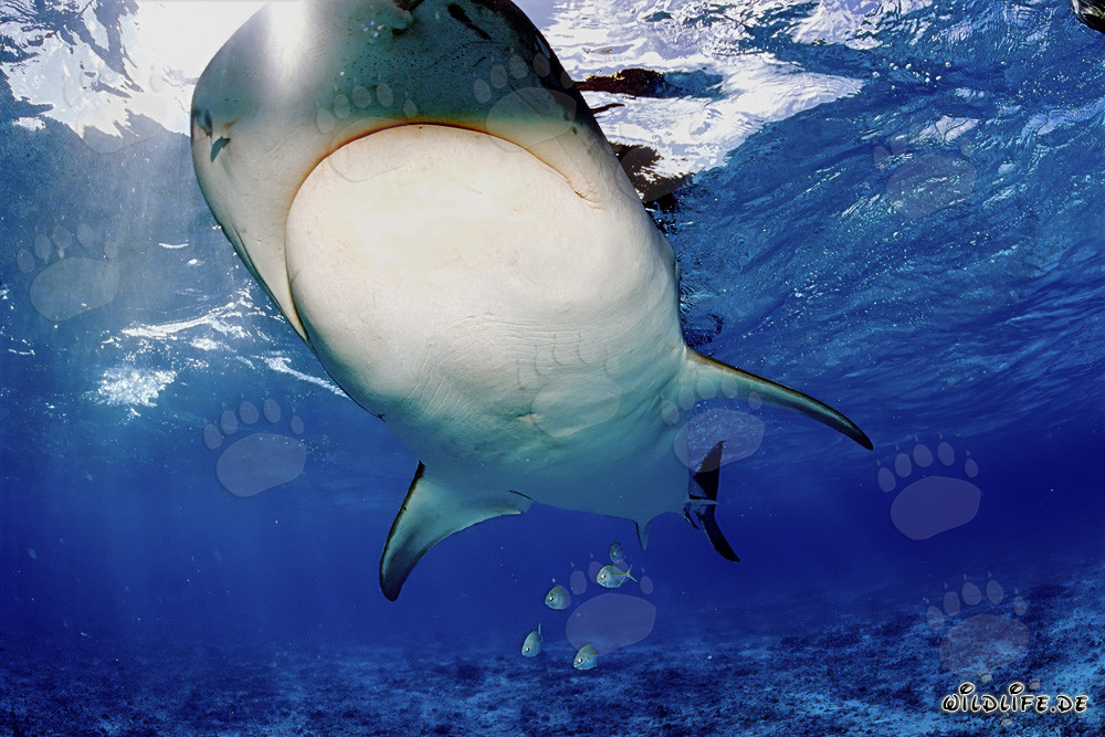 Imposanter Tigerhai unter Wasser schwimmend