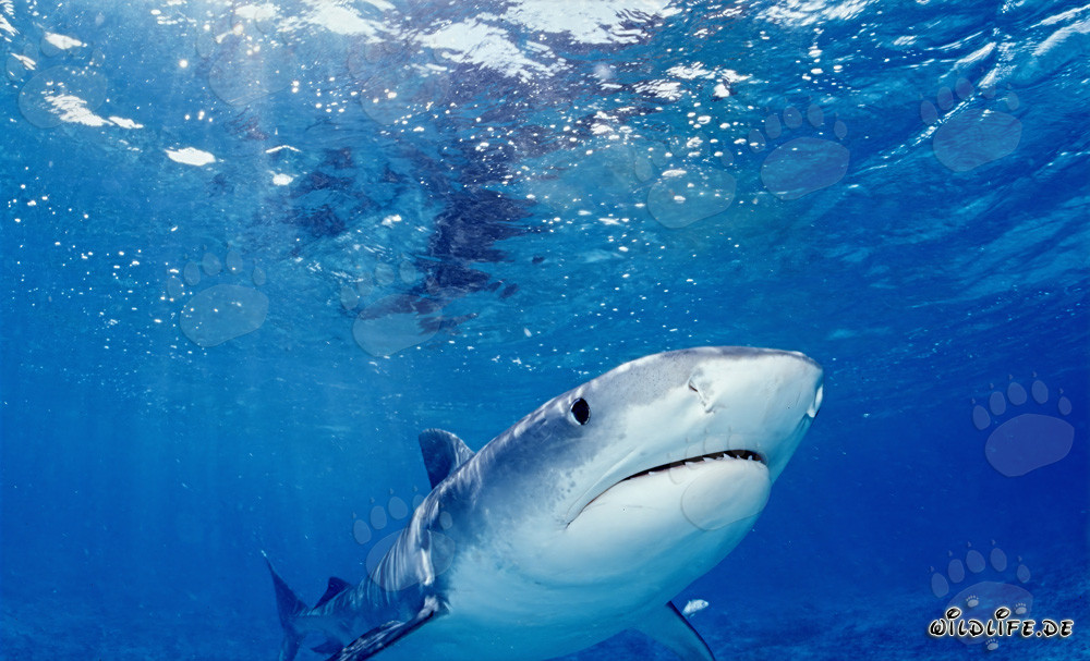 Grand requin-tigre : majestueux dans l'océan