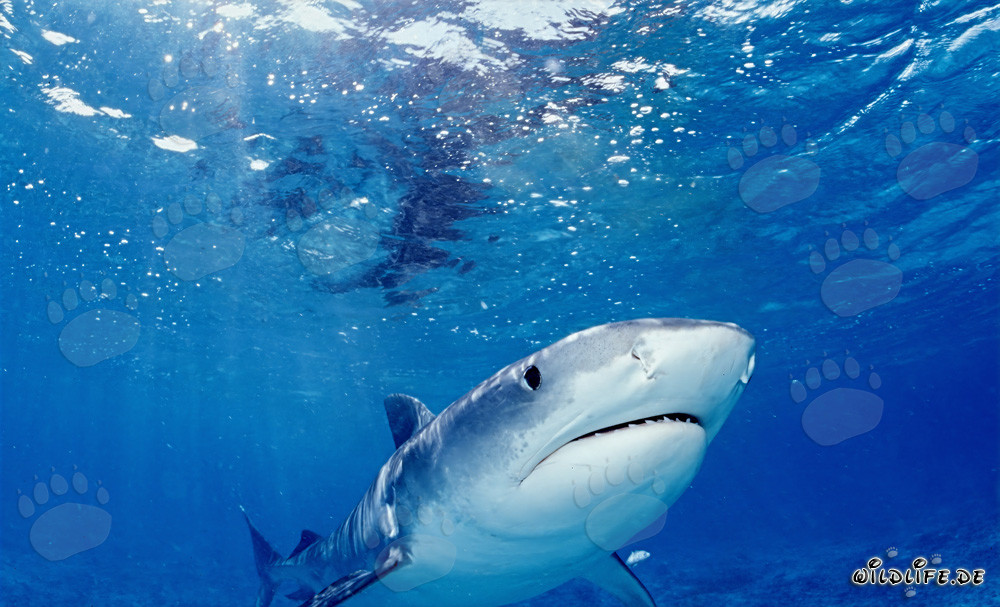 Imponente squalo tigre: maestoso nell'oceano