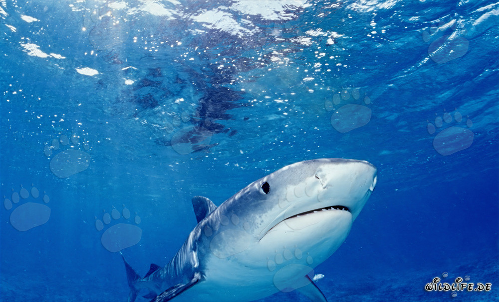 Impressive Tiger Shark: Majestic in the Ocean