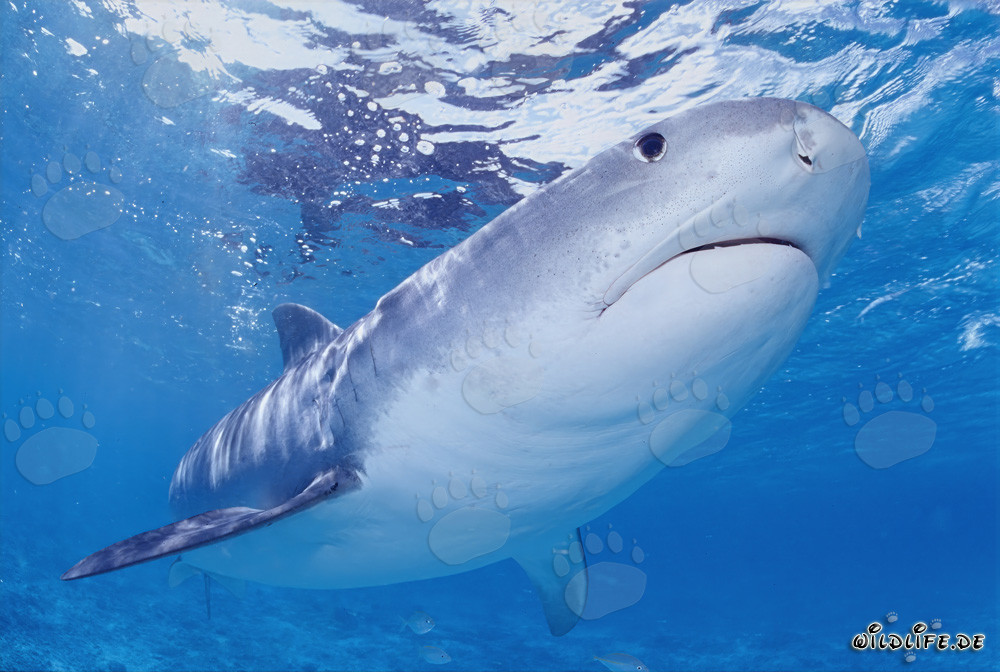 Requin tigre fascinant dans les îles hawaïennes