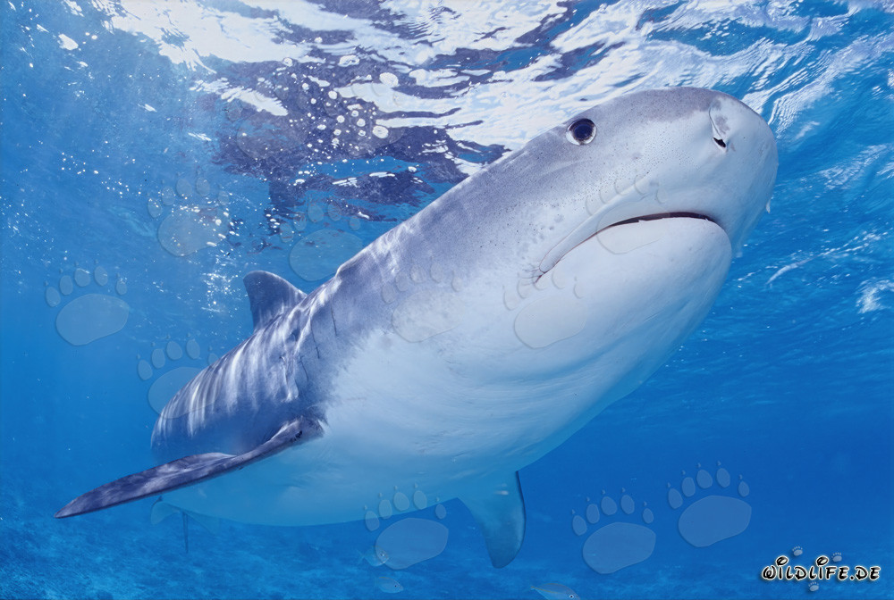 Affascinante squalo tigre nelle isole hawaiane