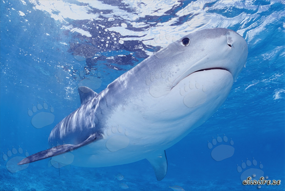 Fascinating Tiger Shark in the Hawaiian Islands