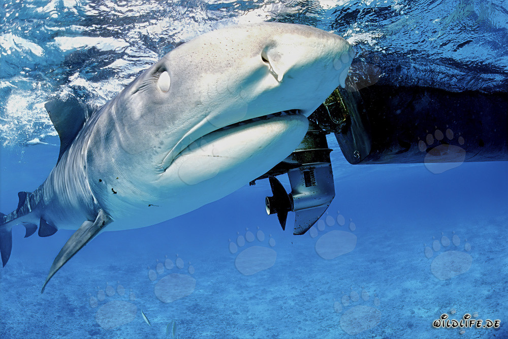Fascination et danger : Requin tigre (Galeocerdo cuvier) près du bateau