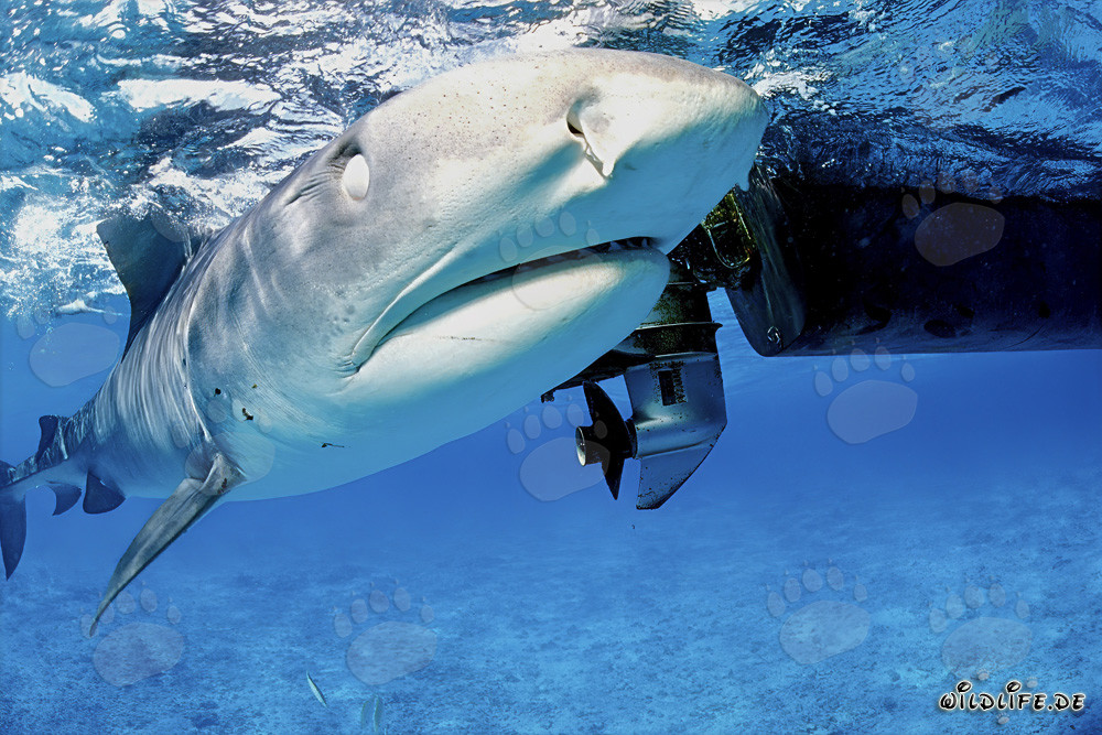 Fascination and Danger: Tiger Shark (Galeocerdo cuvier) at the Boat