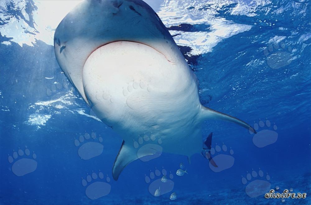 Requin tigre majestueux (Galeocerdo cuvier) dans les eaux tropicales