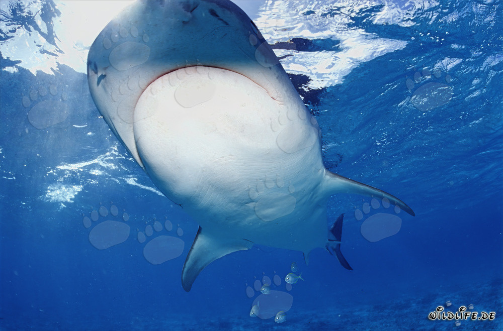 Majestic Tiger Shark (Galeocerdo cuvier) in Tropical Waters