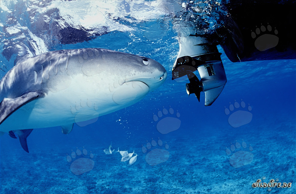 Requin-tigre fasciné par le moteur hors-bord
