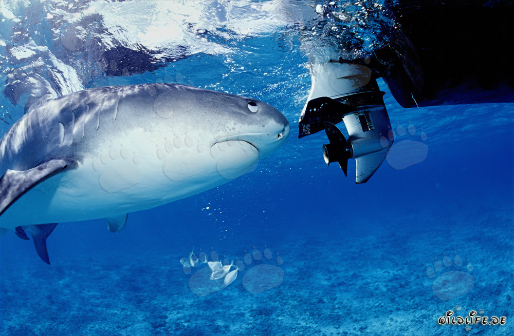 Fascinated Tiger Shark Observing the Outboard Motor