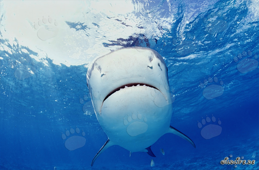 Requin tigre majestueux dans les eaux des îles hawaïennes