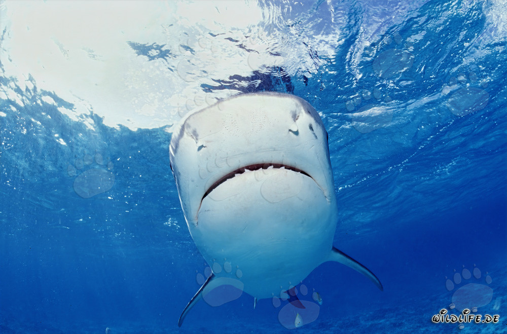 Majestic Tiger Shark in the Waters of the Hawaiian Islands