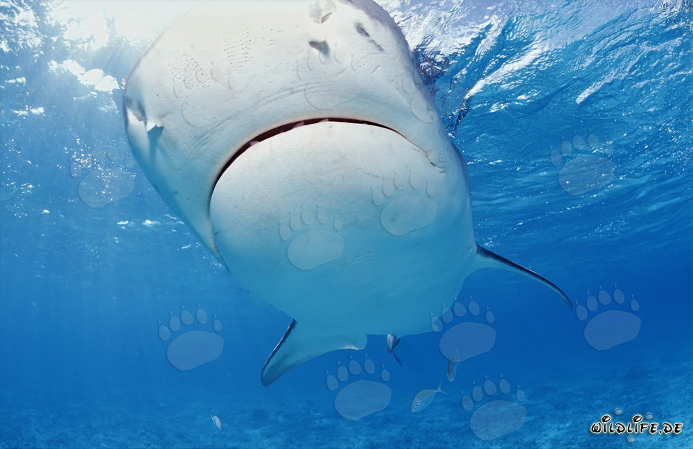 Requin tigre (Galeocerdo cuvier) nage majestueusement dans le lagon