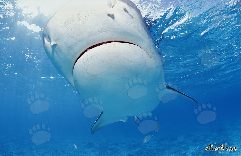 Tiger Shark (Galeocerdo cuvier) Majestically Gliding in the Lagoon