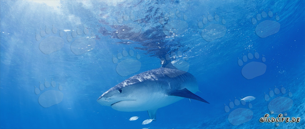 Maestoso squalo tigre che scorre attraverso l'acqua azzurra