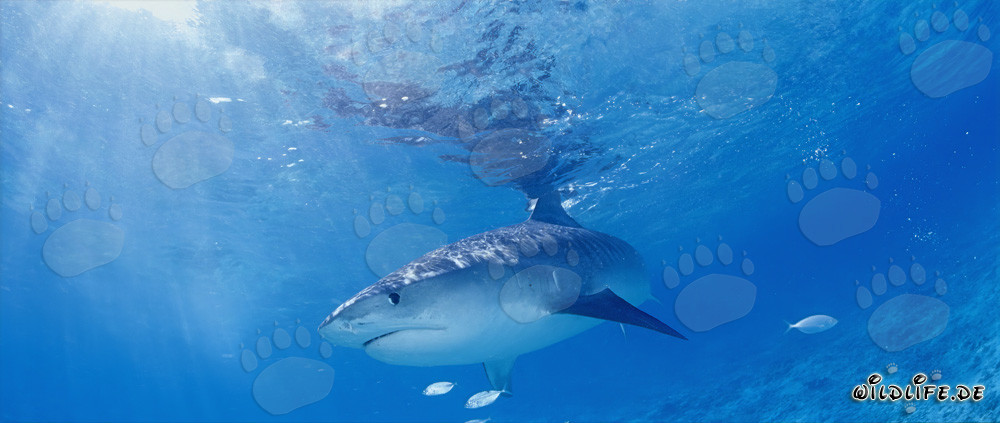 Tiburón tigre majestuoso deslizándose por el agua azul azur
