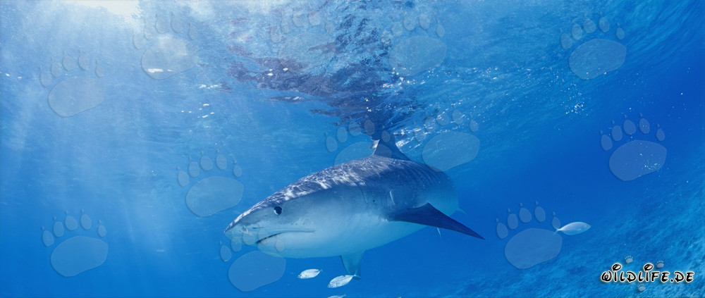 Majestic Tiger Shark gliding through the azure blue water