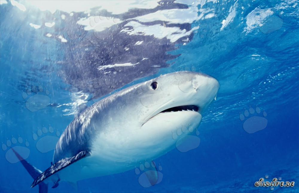 Requin tigre observant un jeune albatros de Laysan à la surface de l'eau