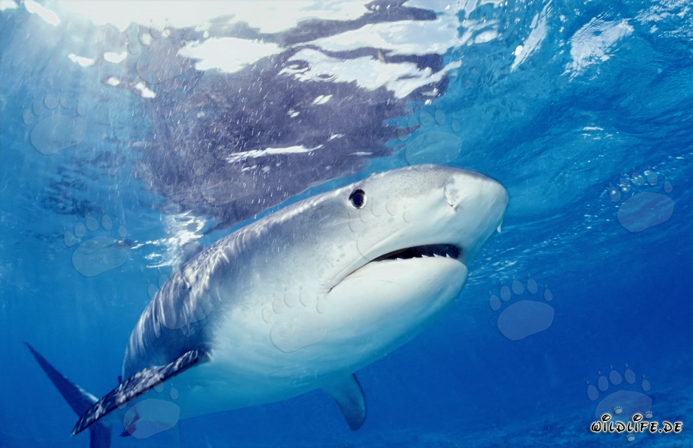 Tiger Shark Observing Young Laysan Albatross at the Water Surface