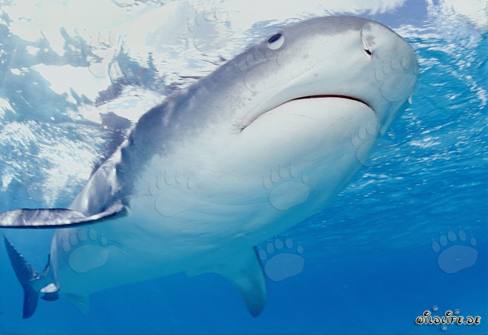 Requin tigre observant des albatros dans le lagon