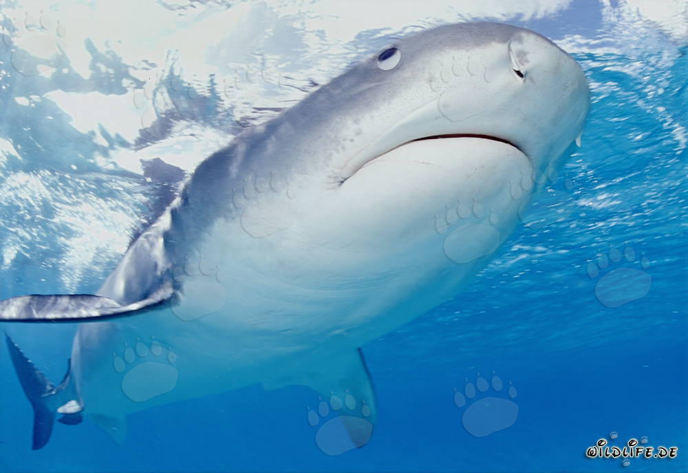 Squalo tigre osserva gli albatros nella laguna