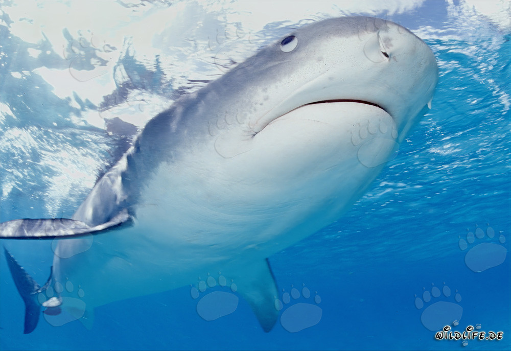 Tiger Shark Observing Albatrosses in the Lagoon