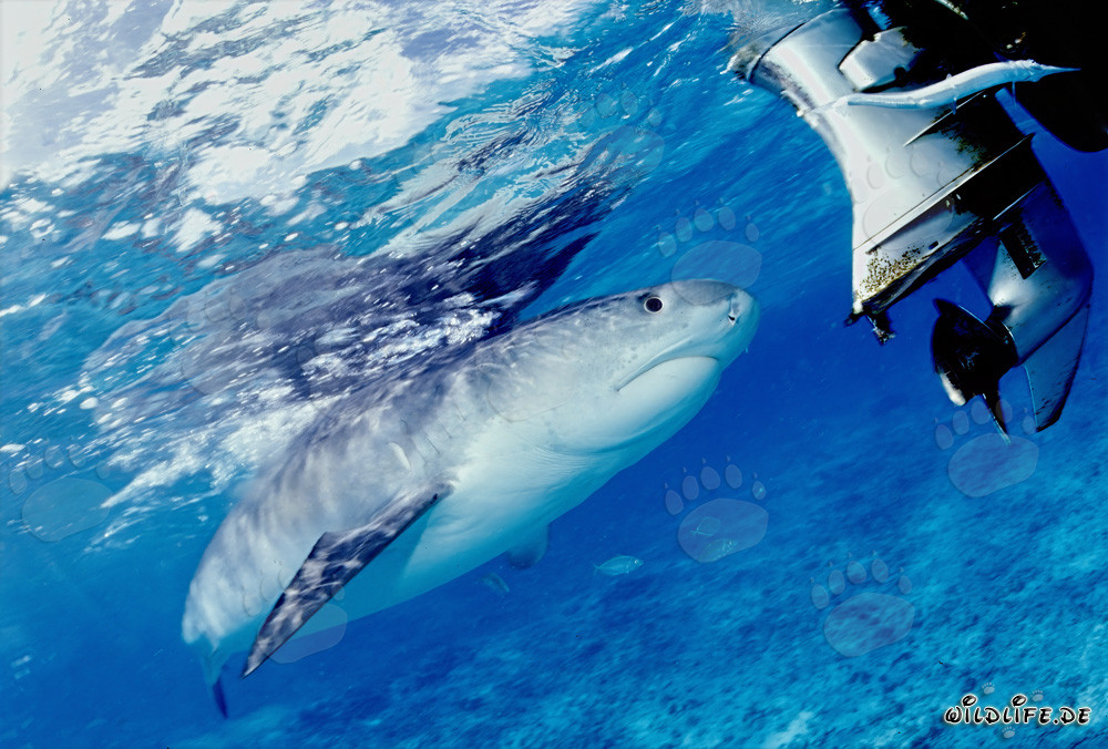 Requin tigre au moteur hors-bord