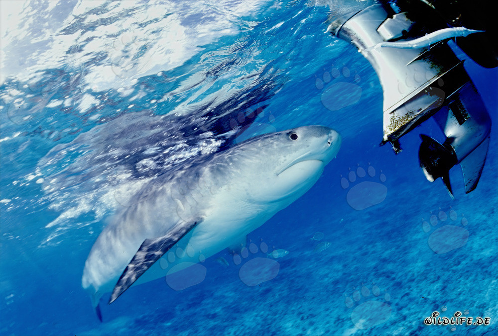 Tiger shark (Galeocerdo cuvier)