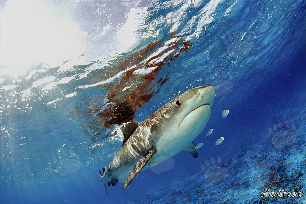 Tiburón tigre (Galeocerdo cuvier) en las aguas de las islas hawaianas