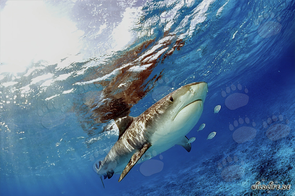 Tiger Shark (Galeocerdo cuvier) in the Waters of the Hawaiian Islands
