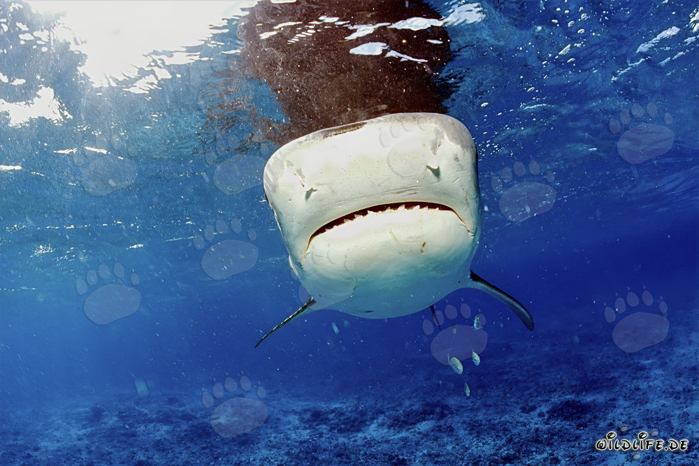 Requin tigre (Galeocerdo cuvier) - Majesté des mers