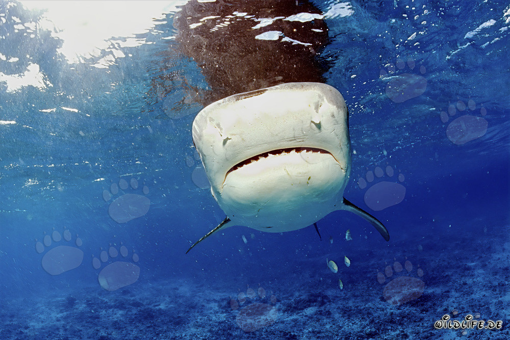 Tiburón tigre (Galeocerdo cuvier) - Majestuosidad de los mares