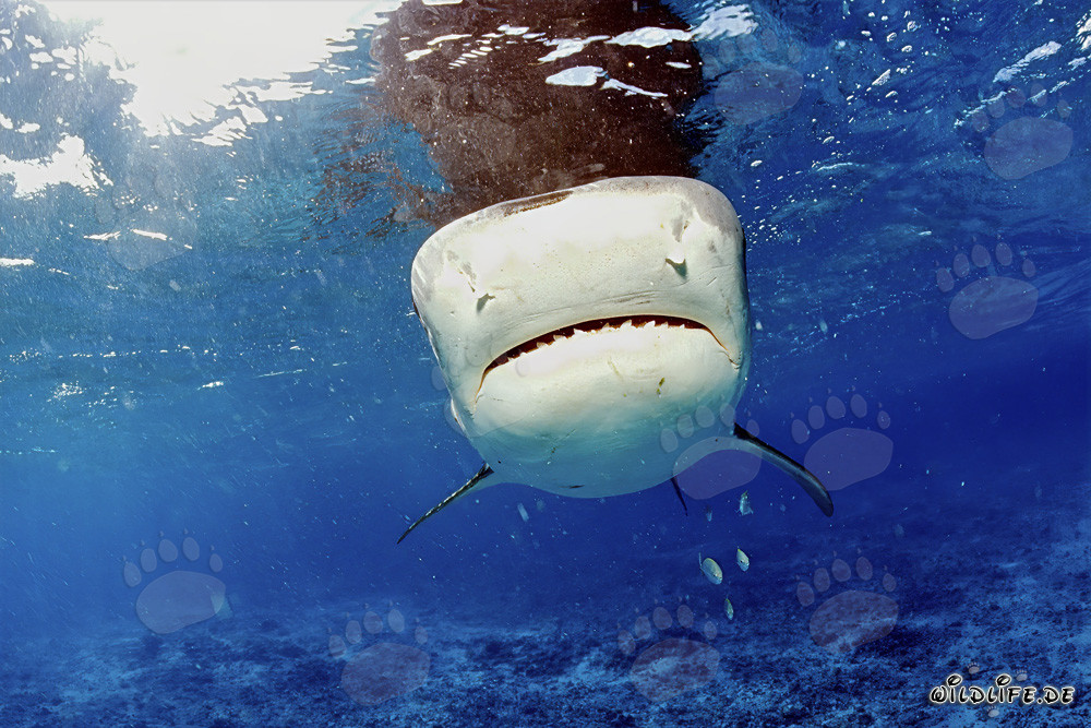 Tiger shark (Galeocerdo cuvier) - Majesty of the Seas