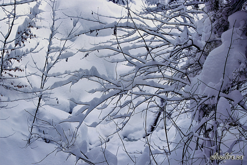 Paesaggio invernale con alberi innevati a Mittenwald, Baviera, Germania