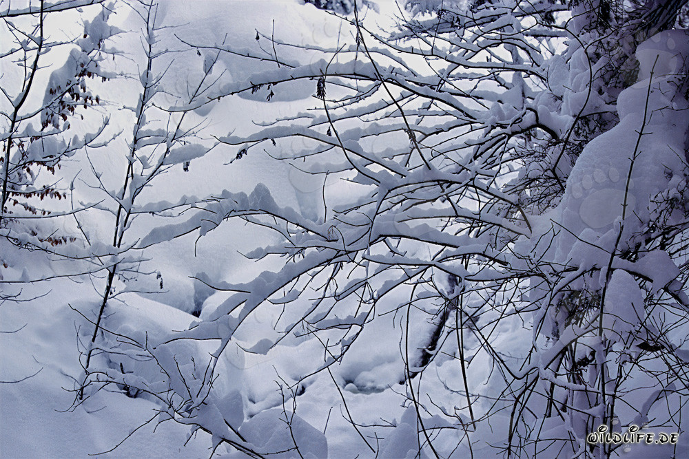 Winter landscape with snow-covered trees in Mittenwald, Bavaria, Germany