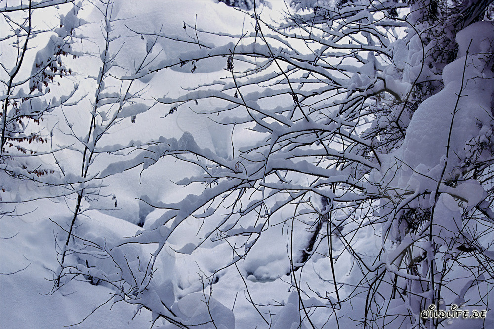 Winterlandschaft mit verschneiten Bäumen in Mittenwald, Bayern, Deutschland