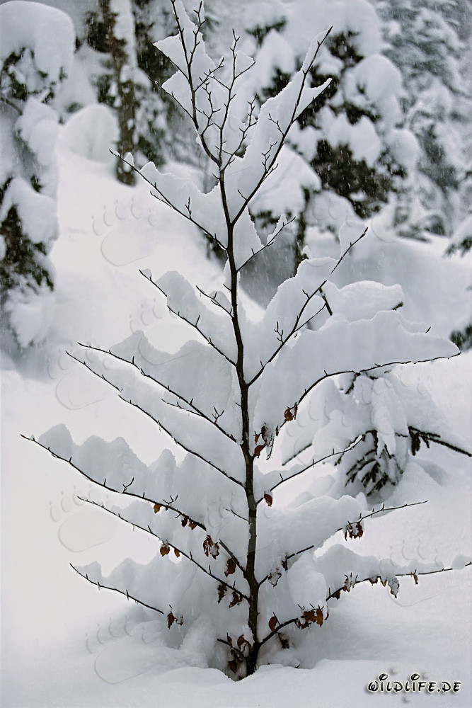 Idyllic little beech tree in winter in Mittenwald, Bavaria