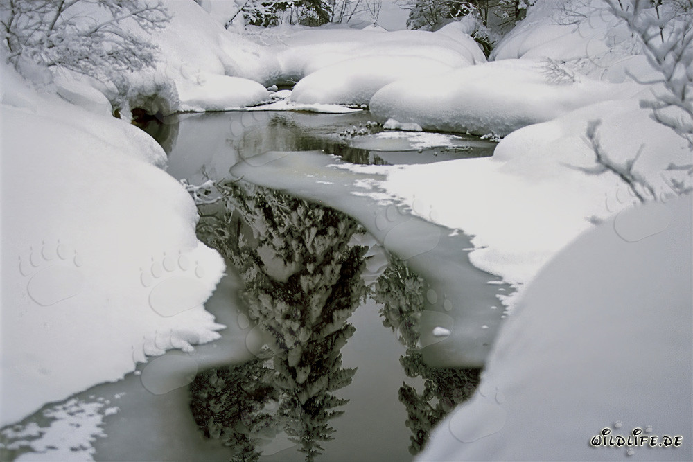 Ruisseau hivernal idyllique à Mittenwald, Bavière, Allemagne