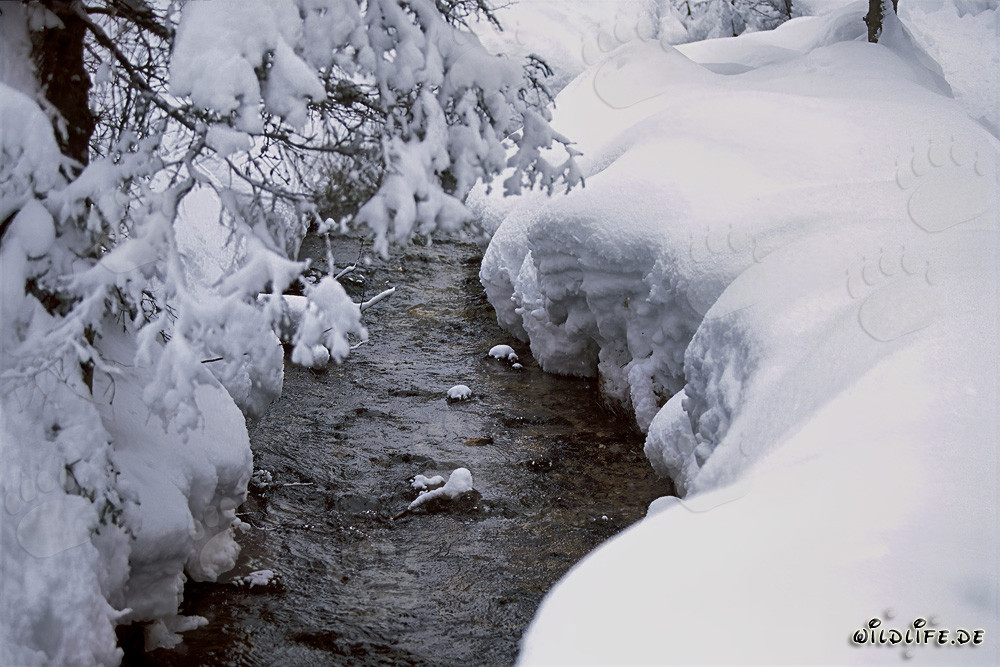 Idilliaco ruscello invernale a Mittenwald, Baviera