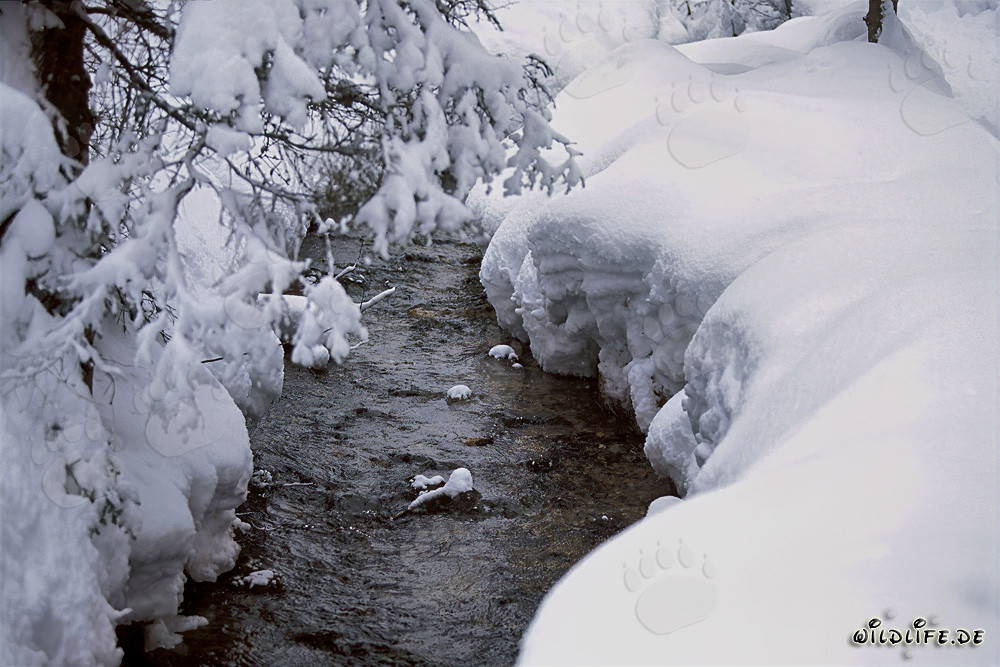 Idyllic snowy stream in winter Mittenwald, Bavaria