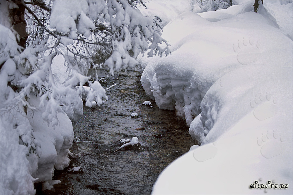 Idyllischer Bach im winterlichen Mittenwald, Bayern