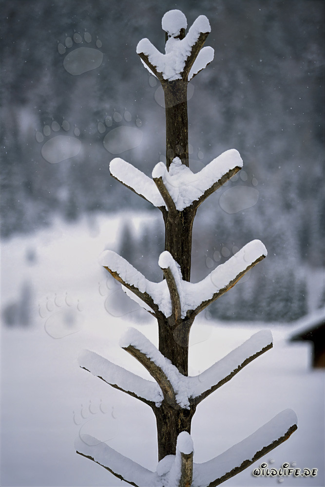 Albero solitario e innevato nella pittoresca distesa invernale di Mittenwald, Baviera
