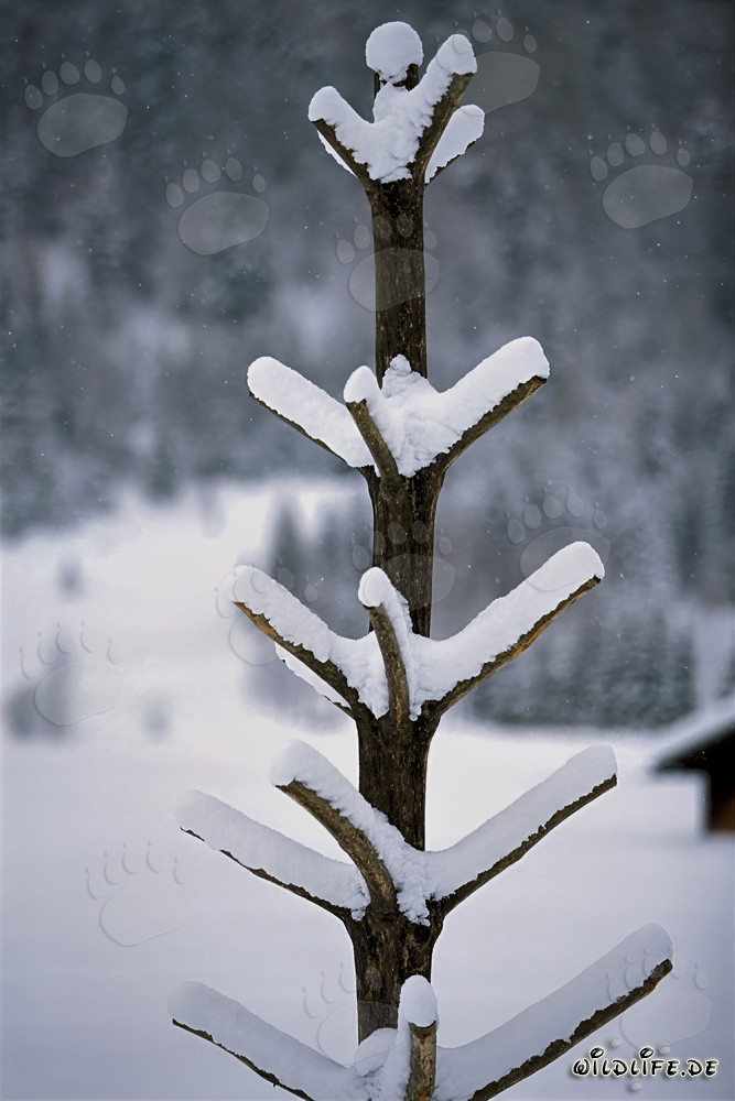 Árbol solitario y nevado en el paisaje invernal idílico de Mittenwald, Baviera
