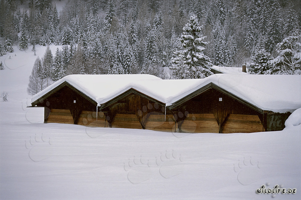 Paesaggio invernale idilliaco con fienile innevato in Baviera